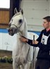 Alrahed auf der Verbandshengstschau in Aachen 2004